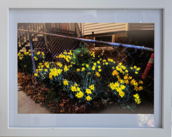 View artwork titled Daffodils in the Night