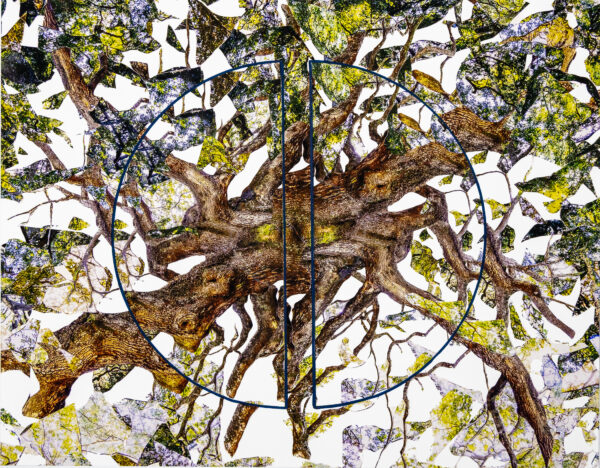 Entwined Angel Oak Double with Split Circle
