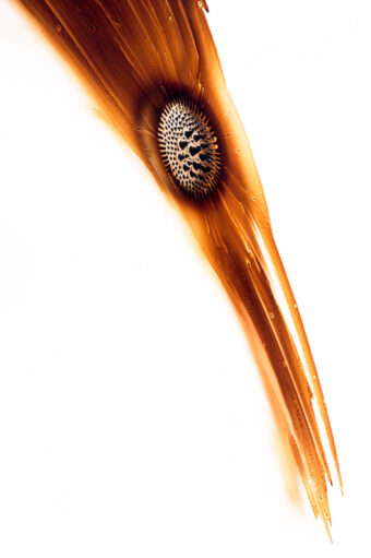 View artwork titled Raptor, Fluidity Of Attraction Series