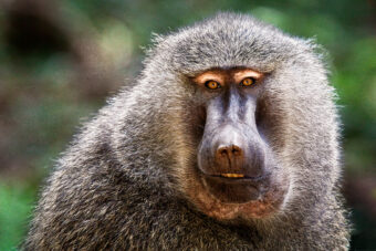 View artwork titled Dominant Male Baboon