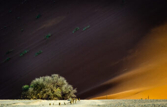 View artwork titled Adaptation