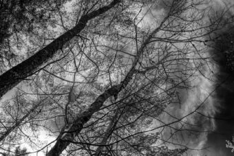 View artwork titled Looking Up