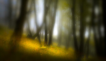 View artwork titled Barely Revealed