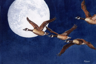 View artwork titled Night Moves