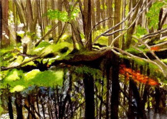 View artwork titled Atlantic White Cedar Swamp, Wellfleet