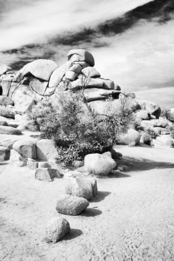 View artwork titled Joshua Tree National Park I