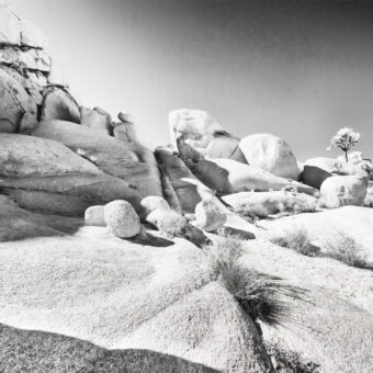 View artwork titled Joshua Tree National Park III