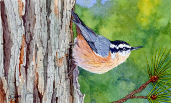 View artwork titled Red-breasted Nuthatch I