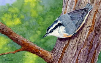 View artwork titled Red-breasted Nuthatch II
