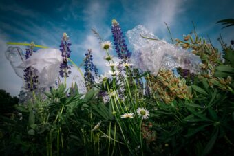View artwork titled White Flowers