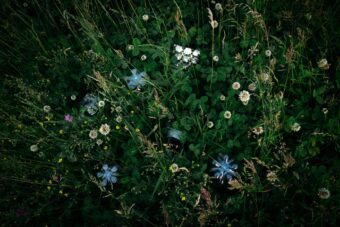 View artwork titled Blue Flowers