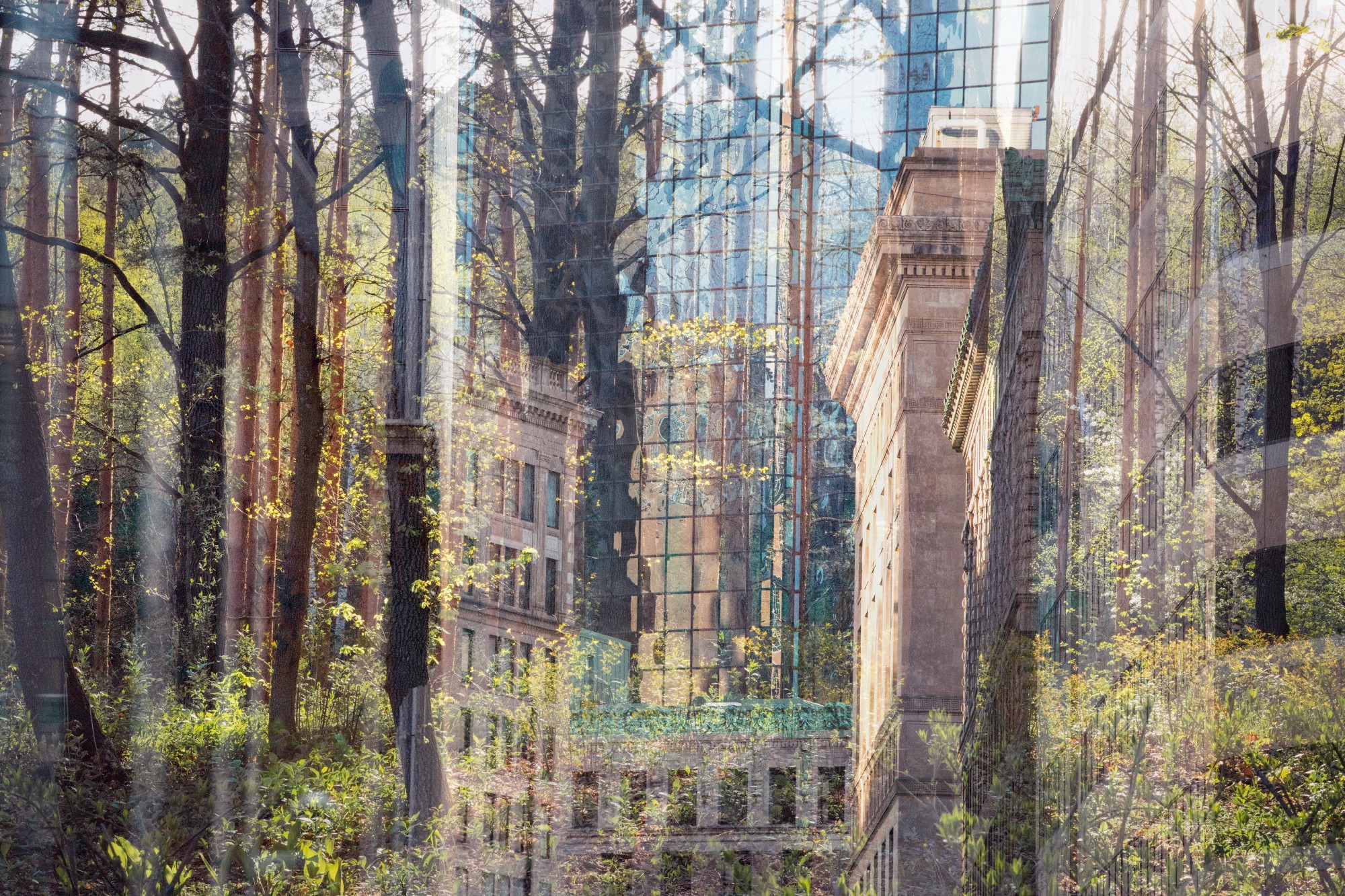 Before the city there was a forest