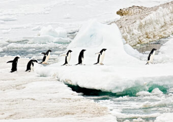 View artwork titled Adelie Penguin Parade
