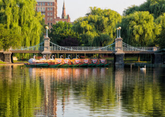 View artwork titled Swans II