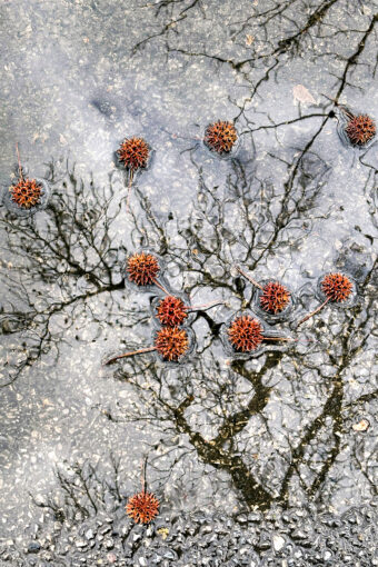 View artwork titled Winter Pavement Bloom