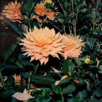 View artwork titled Floral Dream
